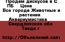 Продам дискусов в С-ПБ. › Цена ­ 3500-4500 - Все города Животные и растения » Аквариумистика   . Свердловская обл.,Тавда г.